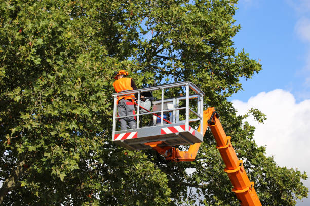 Best Tree Cabling and Bracing  in Prosper, TX